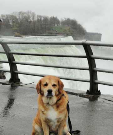 dog friendly niagara