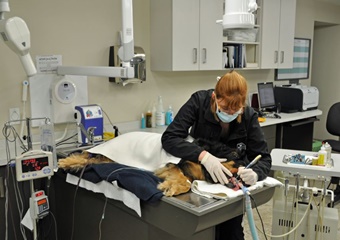 Morgan Animal Hospital pet friendly Veterinarians in Niagara Falls New York, vets in Niagara